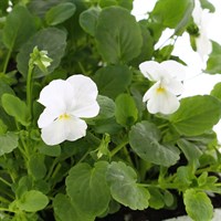 Viola F1 White 6 Pack Boxed Bedding