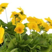 Viola F1 Yellow 6 Pack Boxed Bedding