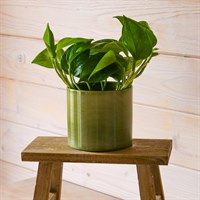 Epipremnum Aureum Houseplant - 12cm Pot