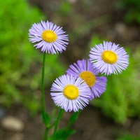 Erigeron Lavender Lady Perennial Plant 2L Pot - Set of 3