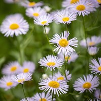 Erigeron Lavender Lady Perennial Plant 9cm Pot - Set of 3