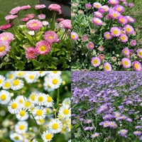 Erigeron Perennial Set - Mixed Colours - 3 x 2L Pots
