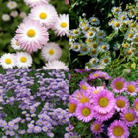 Erigeron Perennial Set - Mixed Colours - 6 x 9cm Pots