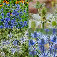 Eryngium Perennial Set - Mixed Colours - 5 x 9cm Pots