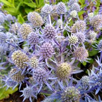 Eryngium Pla. Grumpy Perennial Plant 2L Pot - Set of 3