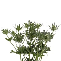 Eryngium (x 3 Individual Stems) - White