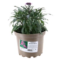 Erysimum Bowles Mauve 2L Pot Bedding