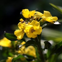 Erysimum Fragrant Sunshine Perennial Plant 9cm Pot - Set of 3