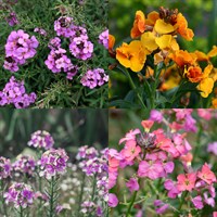 Erysimum Perennial Set - Mixed Colours - 3 x 2L Pots