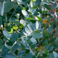 Eucalyptus Baby Blue Perennial Plant 9cm Pot - Set of 3