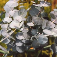 Eucalyptus 'Gunnii' Tree