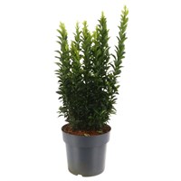 Euonymus Green Spire Shrub - 19cm Pot