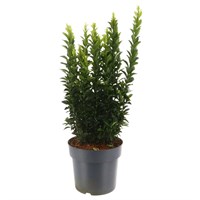 Euonymus Green Spire/Spider Shrub - 19cm Pot