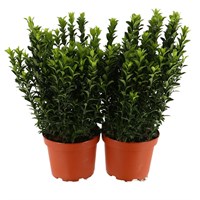 Euonymus Green Spire Shrub - 2 x 11cm Pots
