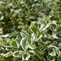 Euonymus Fortunei Silver Queen - 3L Pot