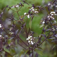 Eupatorium Chocolate Perennial Plant 9cm Pot - Set of 3