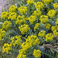Euphorbia Ascot Petite Perennial Plant 2L Pot - Set of 3