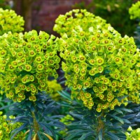 Euphorbia Martinii Tiny Tim Perennial Plant 2L Pot - Set of 3