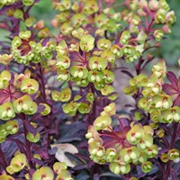 Euphorbia Miners Merlot Perennial Plant 2L Pot - Set of 3