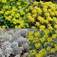 Euphorbia Perennial Set - Mixed Colours - 5 x 9cm Pots