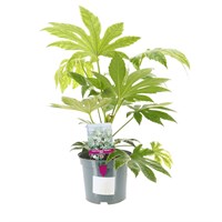 Fatsia Japonica 'Spider Web' - 5L Pot