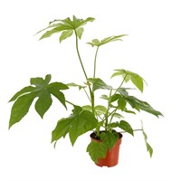 Fatsia Japonica Houseplant 17cm Pot