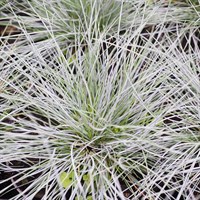 Festuca gla Blue Select Perennial Plant in a 9cm Pot