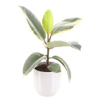 Ficus Elastica Variegata (12cm Pot) In White Ribbed Ceramic Pot (13cm)
