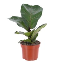 Ficus Lyrata Bambino Houseplant - 12cm Pot
