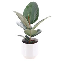 Ficus Robusta (12cm Pot) In White Ribbed Ceramic Pot (13cm)