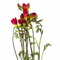 Freesia (x 5 Individual Stems) - Red
