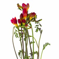 Freesia (x 7 Individual Stems) - Red