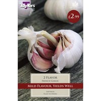 Taylors Bulbs French Garlic Arno (2 Pack) (SVEG9D)