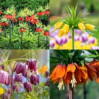 Fritillaria Perennial Set - Mixed Colours - 3 x 2L Pots