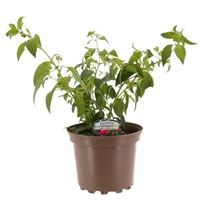 Fuchsia Bush Assorted 2L Pot Bedding
