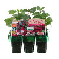 Fuchsia Bush Collection Mini 6 Boxed Bedding
