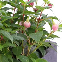 Fuchsia Bush Collection 6 Pack Boxed Bedding