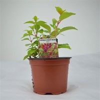 Fuchsia Hardy Bush Genii 10.5cm Pot Bedding