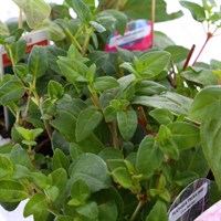 Fuchsia Trailing Collection 6 Pack Boxed Bedding