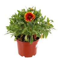 Gailardia Mesa Red 3L Pot Bedding