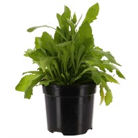 Gailardia Mesa Yellow 3L Pot Bedding