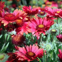 Gaillardia Arizona Red Shades Perennial Plant 9cm Pot - Set of 3