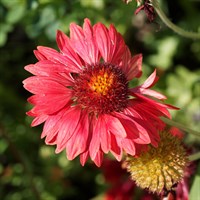 Gaillardia Burgundy Perennial Plant 9cm Pot - Set of 3
