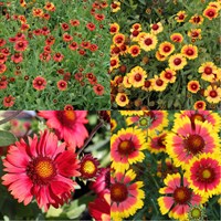 Gaillardia Perennial Set - Mixed Colours - 6 x 9cm Pots