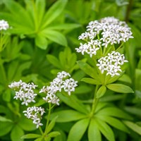 Galium Odoratum Perennial Plant 9cm Pot - Set of 3