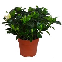 Gardenia Jasminoides Houseplant in a 13cm Pot