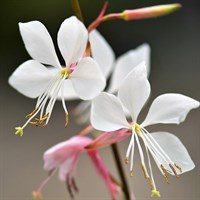 Gaura Freefolk Rosy Perennial Plant 2L Pot - Set of 3