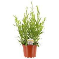 Gaura Gambit White 3L Pot Bedding