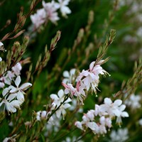 Gaura Gambit White Perennial Plant 2L Pot - Set of 3