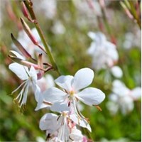 Gaura Geyser White Perennial Plant 9cm - Set of 3